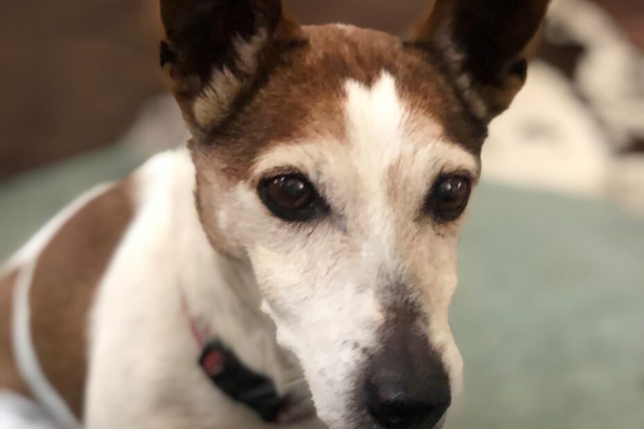 A picture of Cleo Engel a senior Jack Russell Terrier
