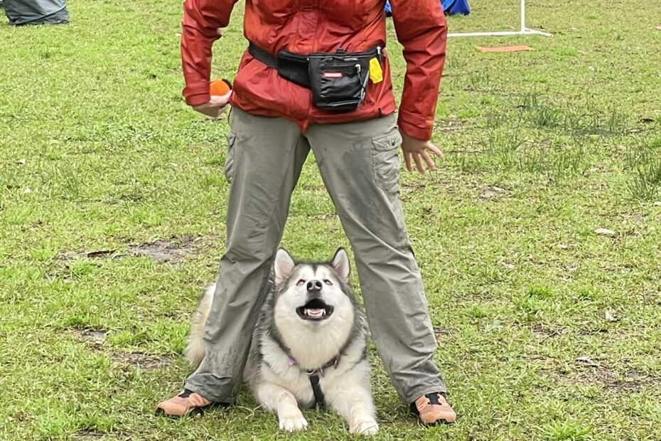 Dog with guardian on Hoopers field