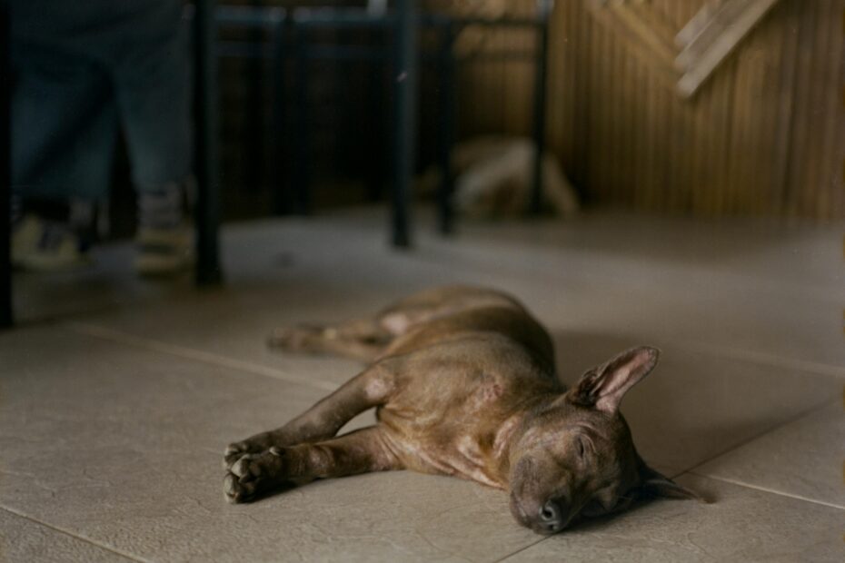 A dog sleeping peacefully