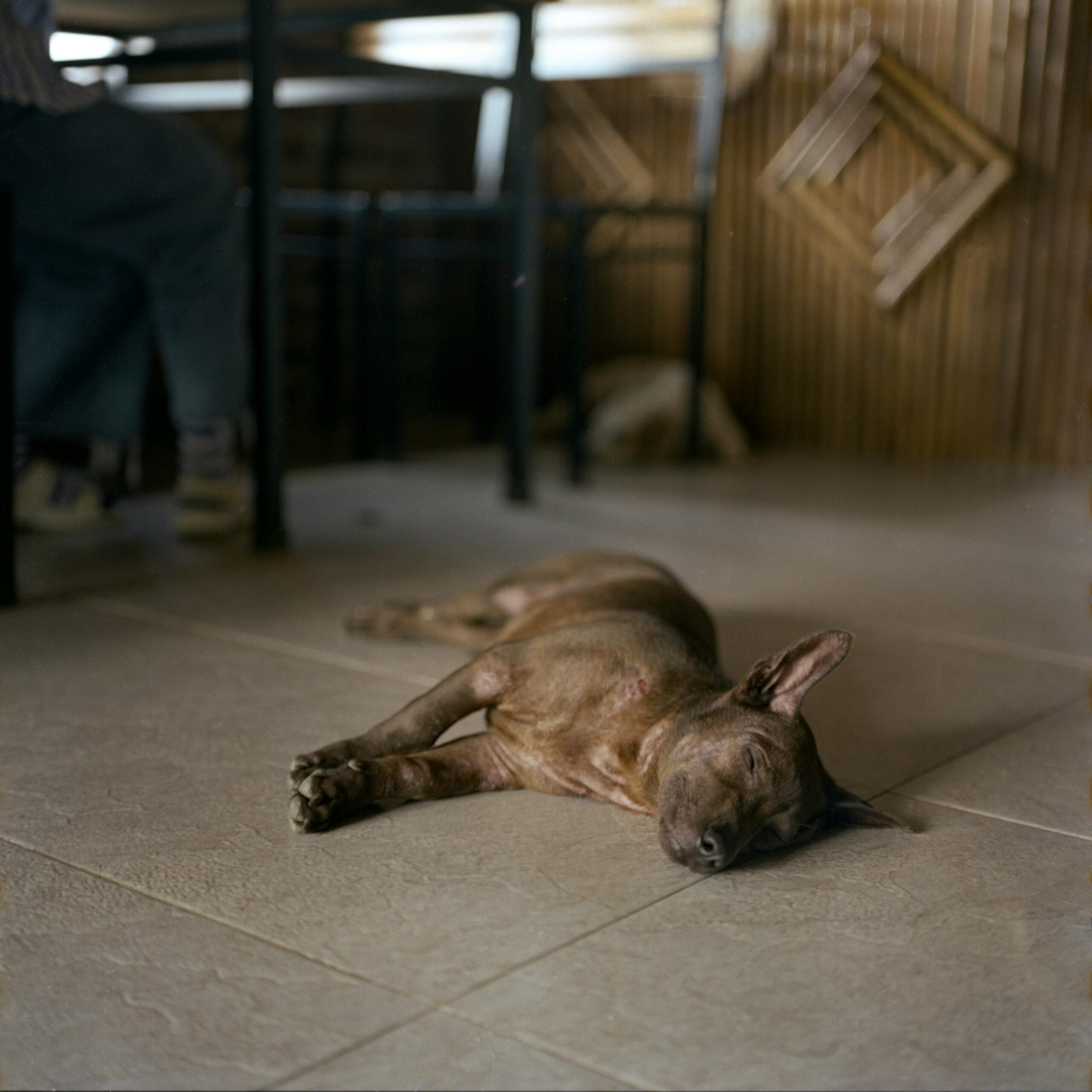 A dog sleeping peacefully