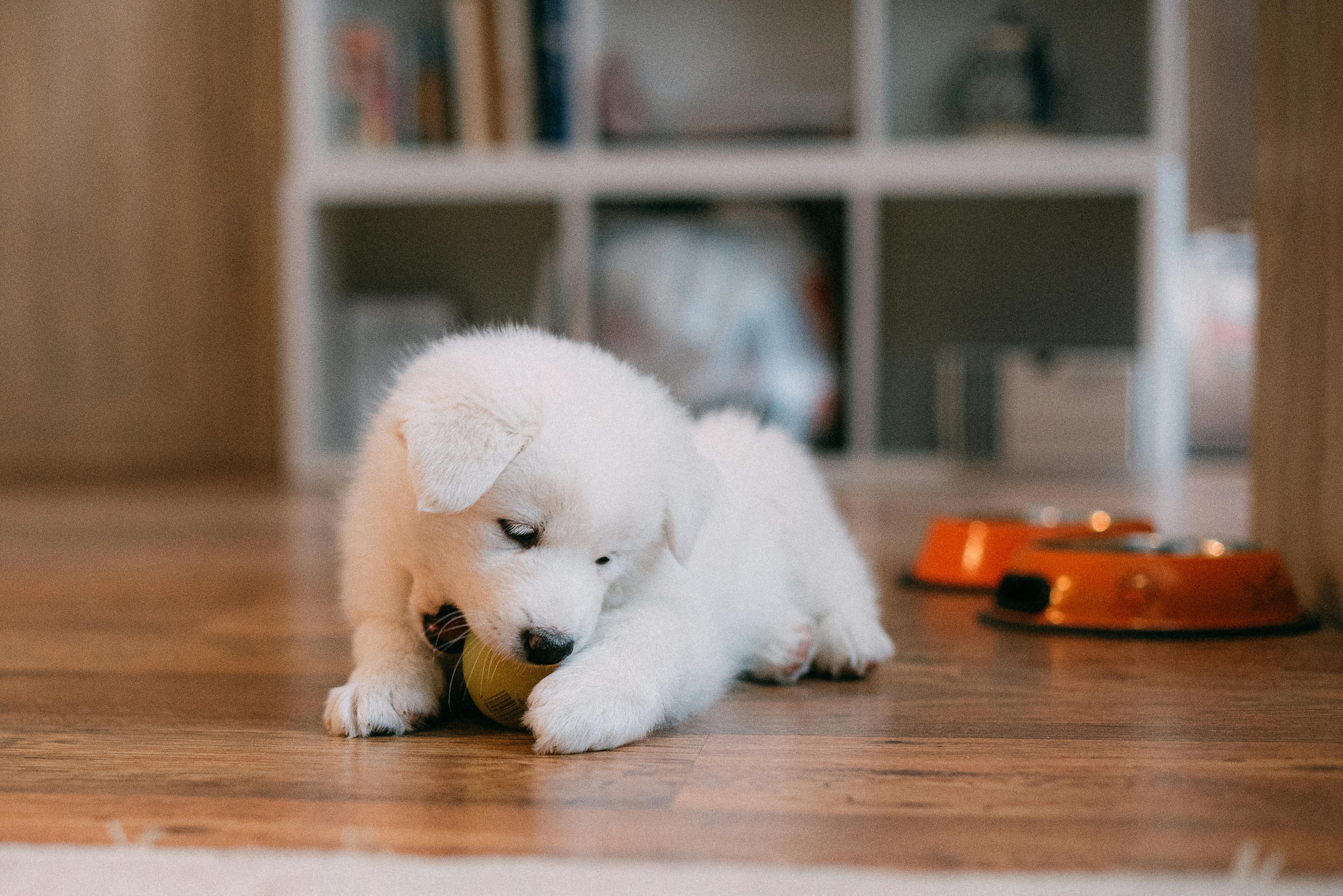 White puppy chewing on a toy indoors, showing normal puppy mouthing behaviour